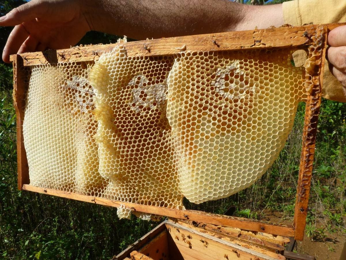 Avantages apiculture naturelle