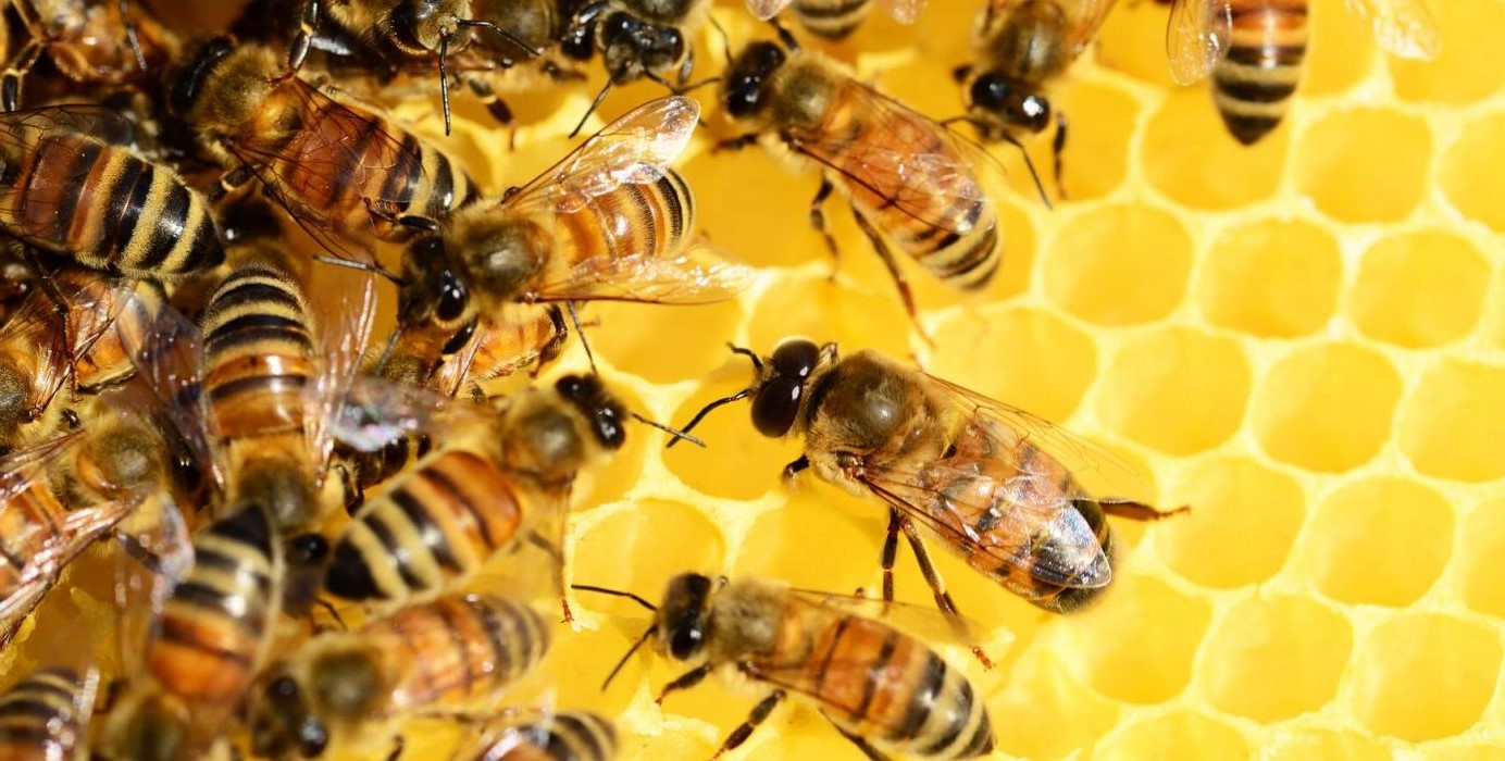 Comment élever des reines d'abeilles saines ?